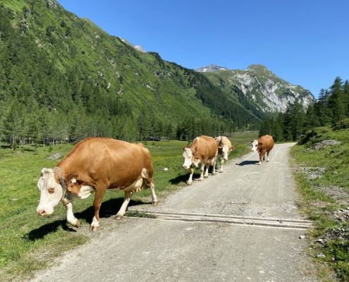 Von diesen Kühen bekommen täglich die frische Milch geliefert Von Diesen Kühen Bekommen Täglich Die Frische Milch Geliefert